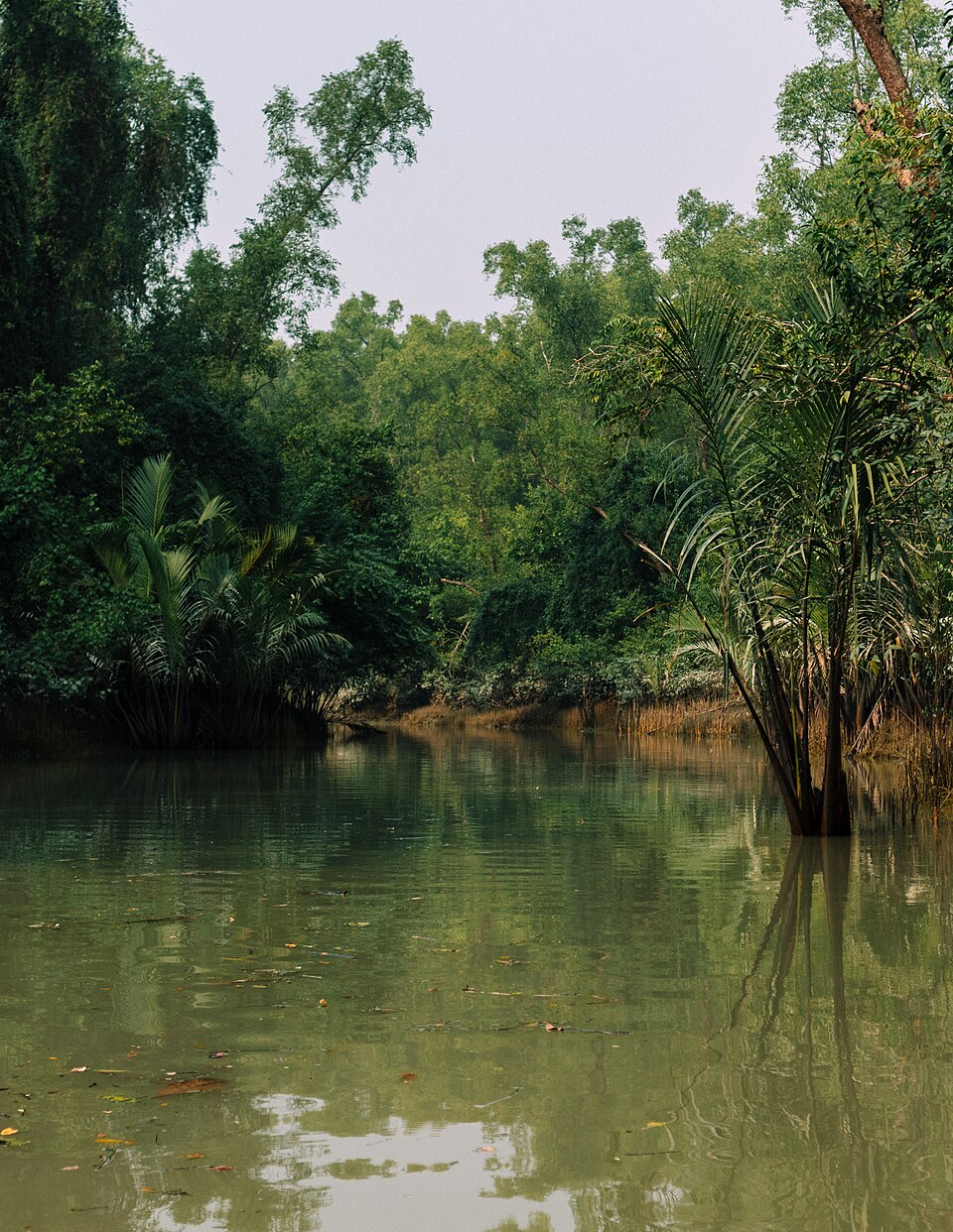A still, muddy-green tidal creek winding into dense Sundarbans mangrove forest, its banks crowded with mangrove trees and clumps of nipa palm.