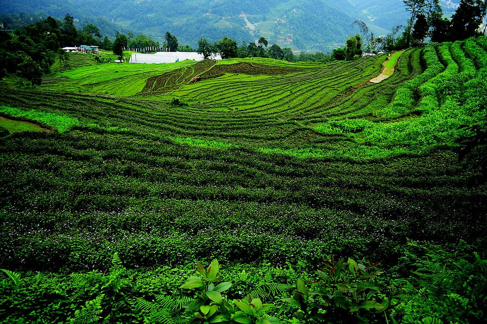 Green stepped terraces cut into a steep hillside and planted with crops, with forested ridges and a few scattered farm buildings in the misty background.