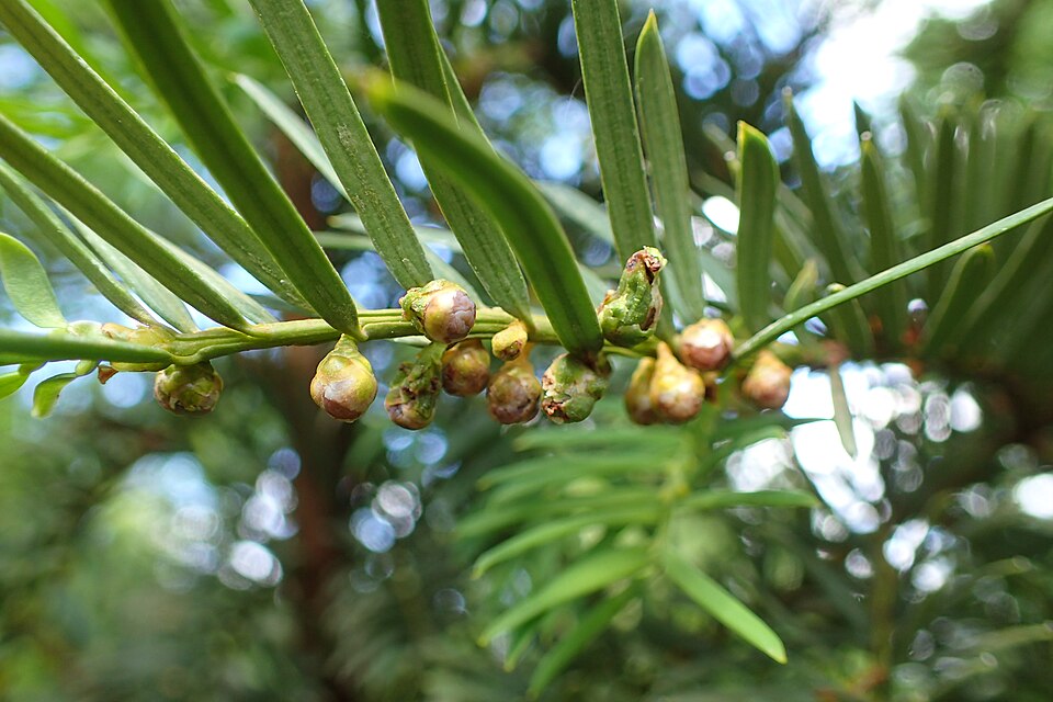 Close-up of a yew twig bearing flat, narrow dark-green needles in two rows, with a line of small round green-and-brown buds along the underside of the shoot.