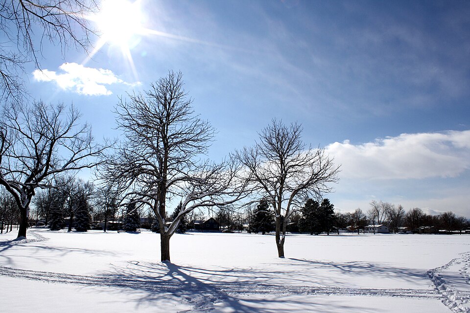 A wide field of clean unbroken snow under a bright sun and deep blue sky, with bare leafless trees casting long blue shadows across the white surface.