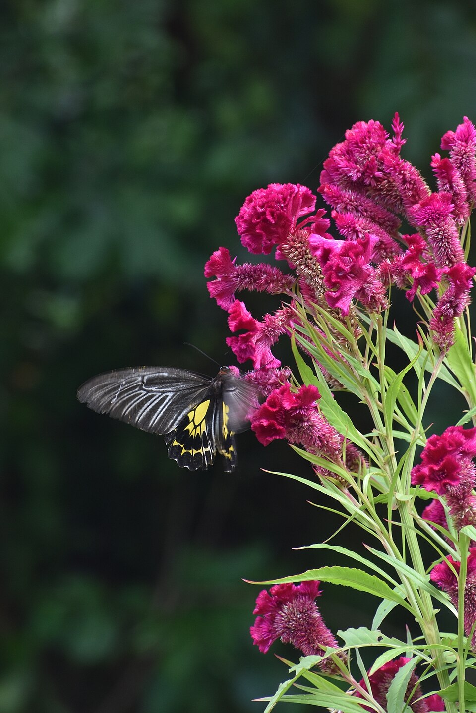 A large butterfly with black forewings and bright golden-yellow hindwings hovering to feed at a spike of deep magenta celosia flowers against dark green foliage.