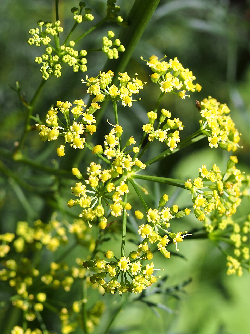 Clusters of small yellow umbel flowers of the Ferula assa-foetida (asafoetida, giant fennel) plant in sunlight