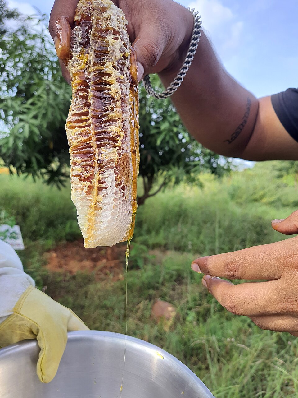 A hand holding a fresh golden honeycomb over a metal bowl, honey dripping from its wax cells