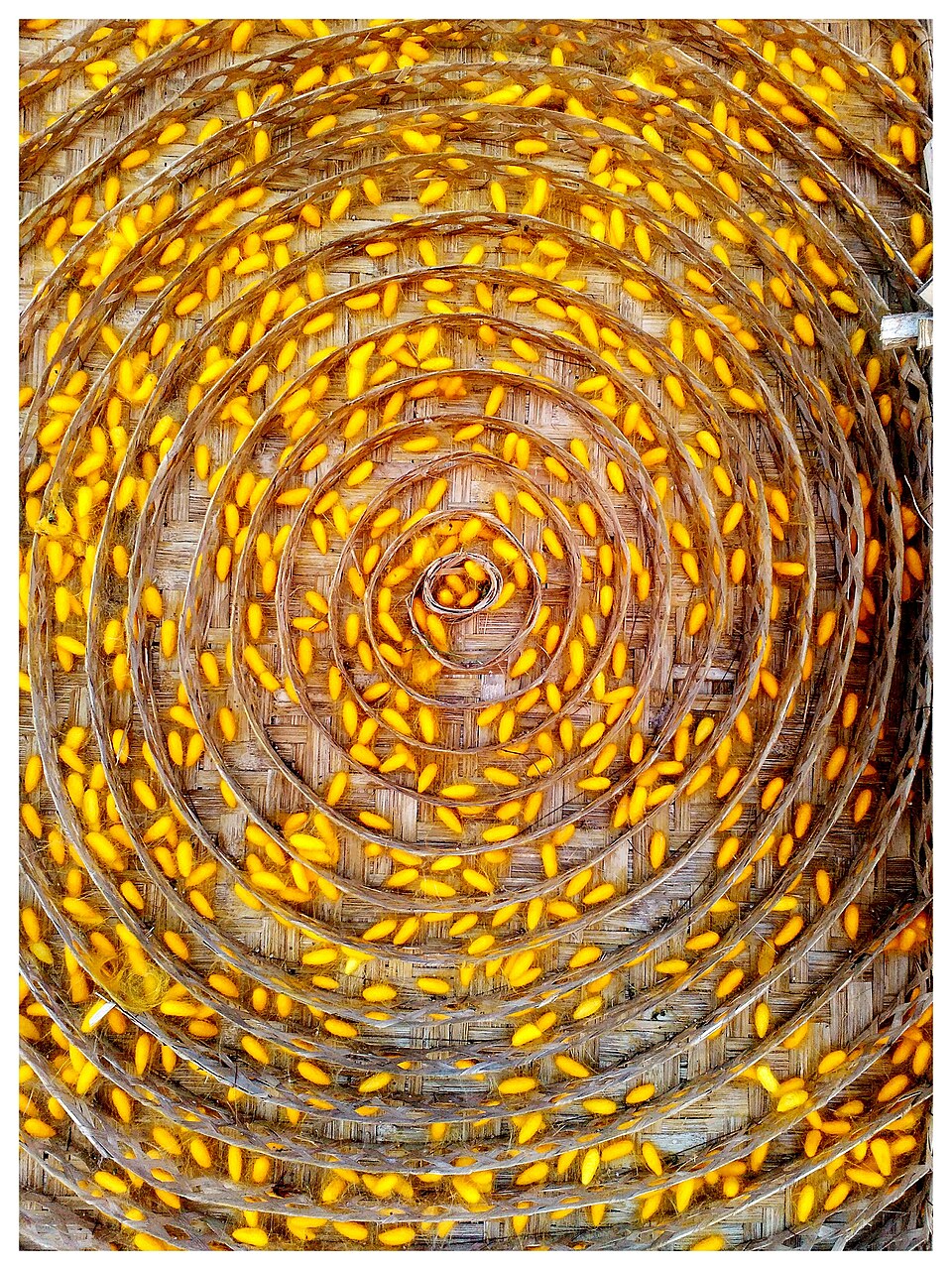 Yellow silkworm cocoons arranged in a spiral pattern on a traditional bamboo mounting frame