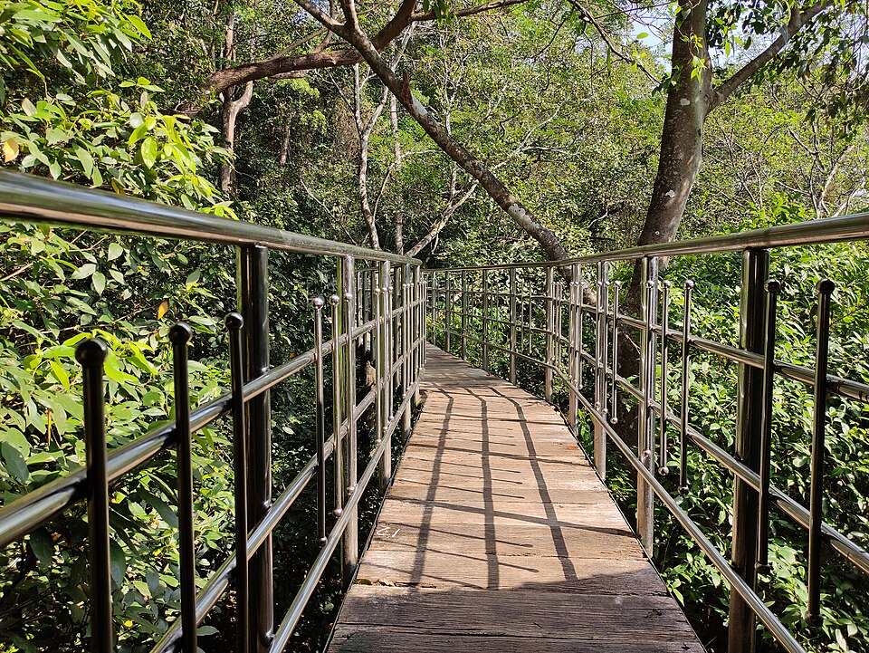 An elevated wooden canopy walkway with steel railings winding through green forest at the Thenmala ecotourism park in Kerala