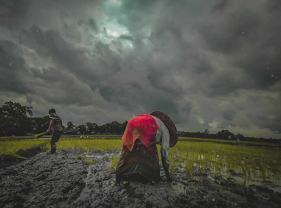 Farmers transplanting bright-green rice seedlings by hand in a flooded, muddy paddy field under a heavy monsoon sky
