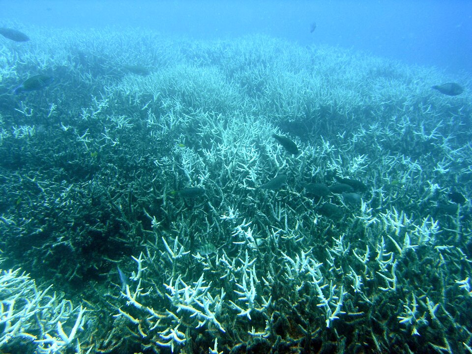 A field of stark-white branching staghorn coral on a reef, bleached of all colour, with a few small fish swimming above