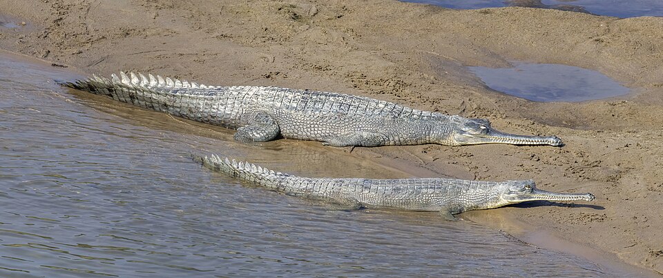 Two gharials, long thin-snouted fish-eating crocodilians, basking side by side on a sandy riverbank at the waters edge