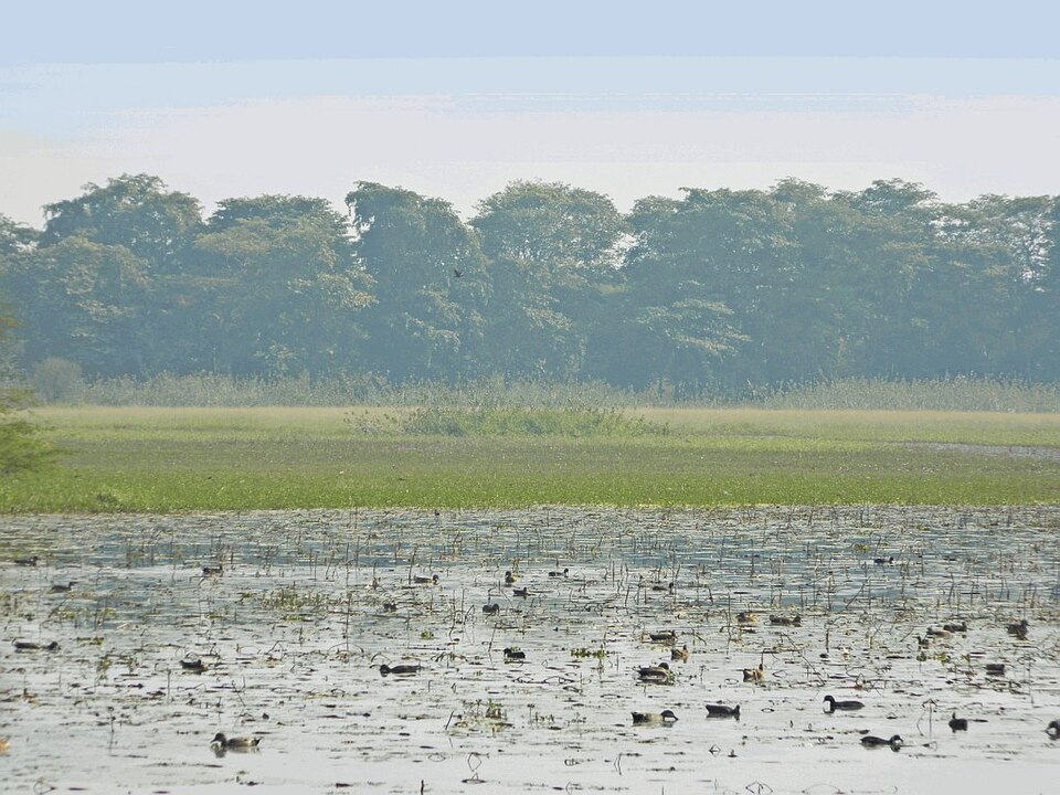 A shallow wetland at Nawabganj Bird Sanctuary dotted with waterbirds among aquatic vegetation, backed by a line of trees under a hazy sky