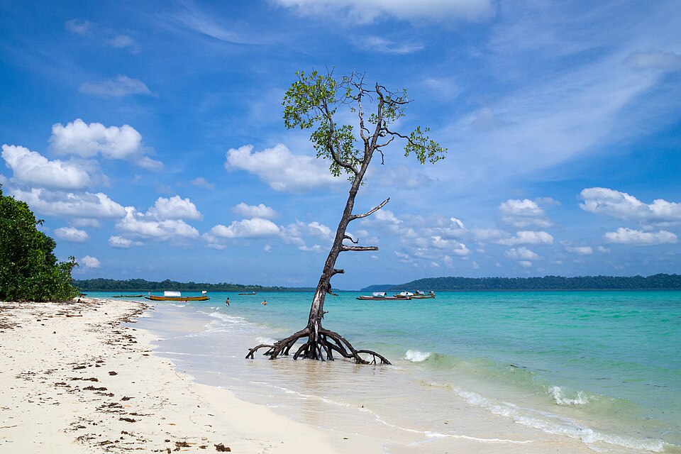 A white-sand beach on Havelock Island in the Andamans, with a lone tree at the waterline, turquoise sea, and a forested shoreline in the distance