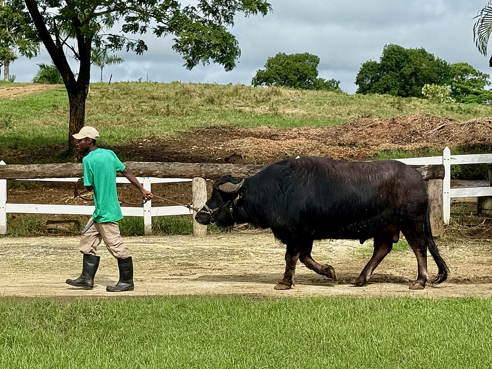 A large jet-black Murrah buffalo with curled horns being led on a halter by a farm handler along a fenced pasture