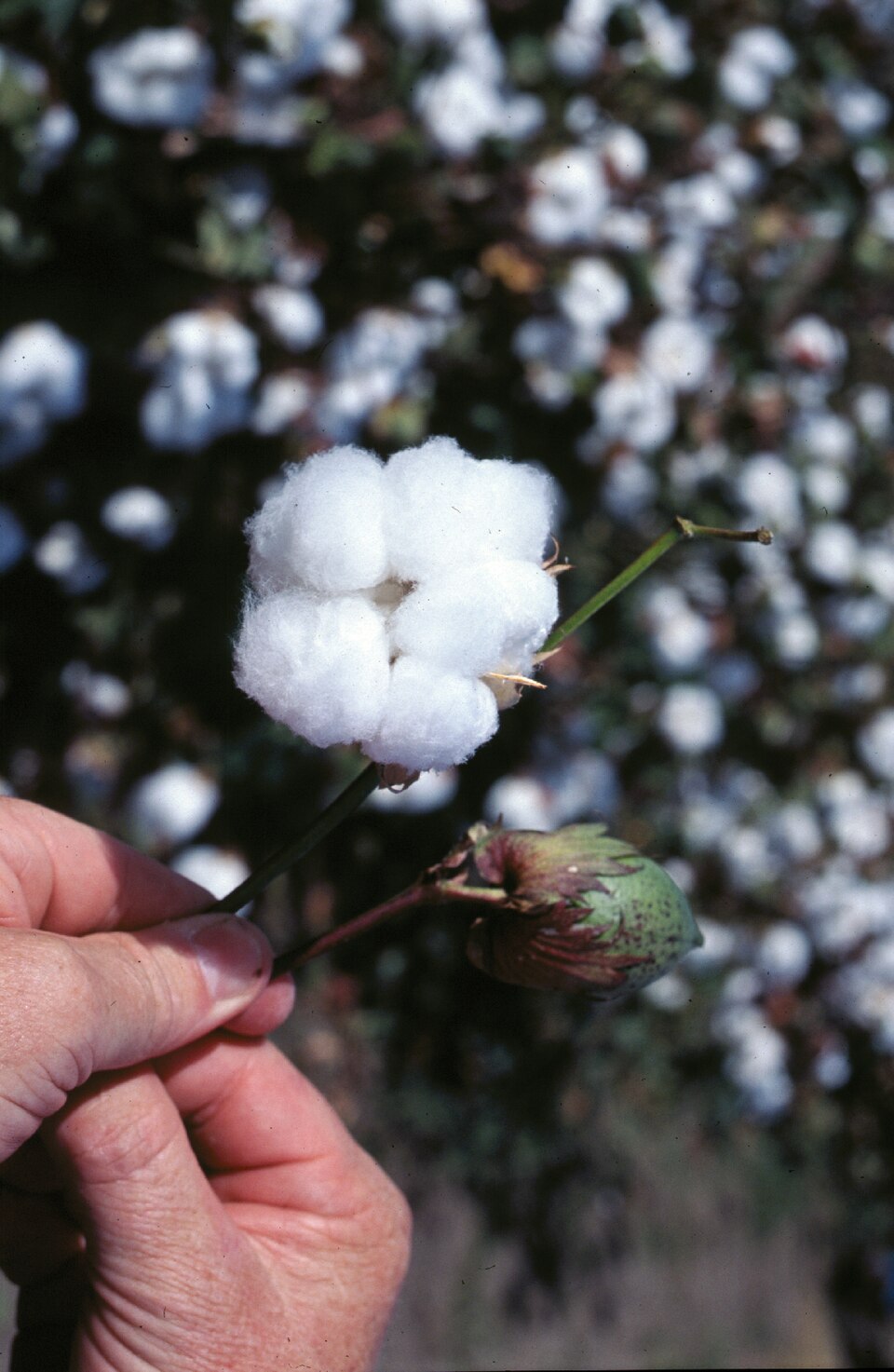 A hand holding a cotton plant stem bearing one fully open fluffy white cotton boll and a green unopened boll, in a field of ripe cotton