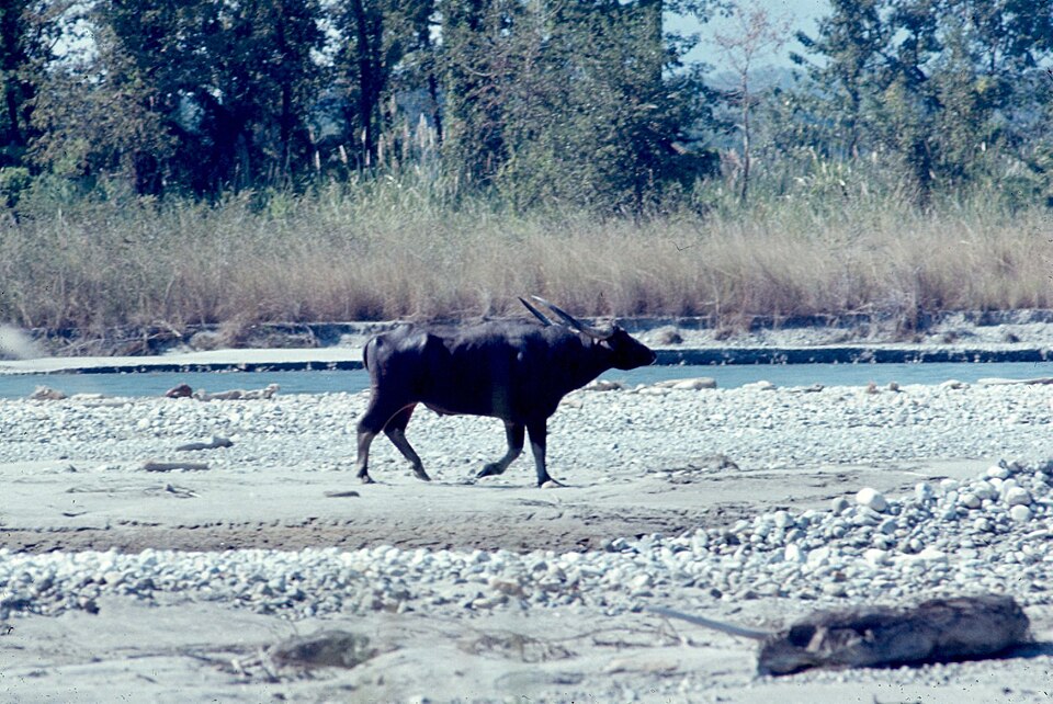 A dark wild water buffalo (Bubalus arnee) with wide sweeping horns walking across a stony riverbank beside tall grassland