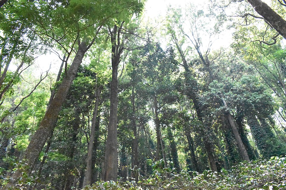 A shade-grown coffee plantation in the Ananthagiri hills of Araku Valley, with tall shade trees rising above a green understory of coffee bushes