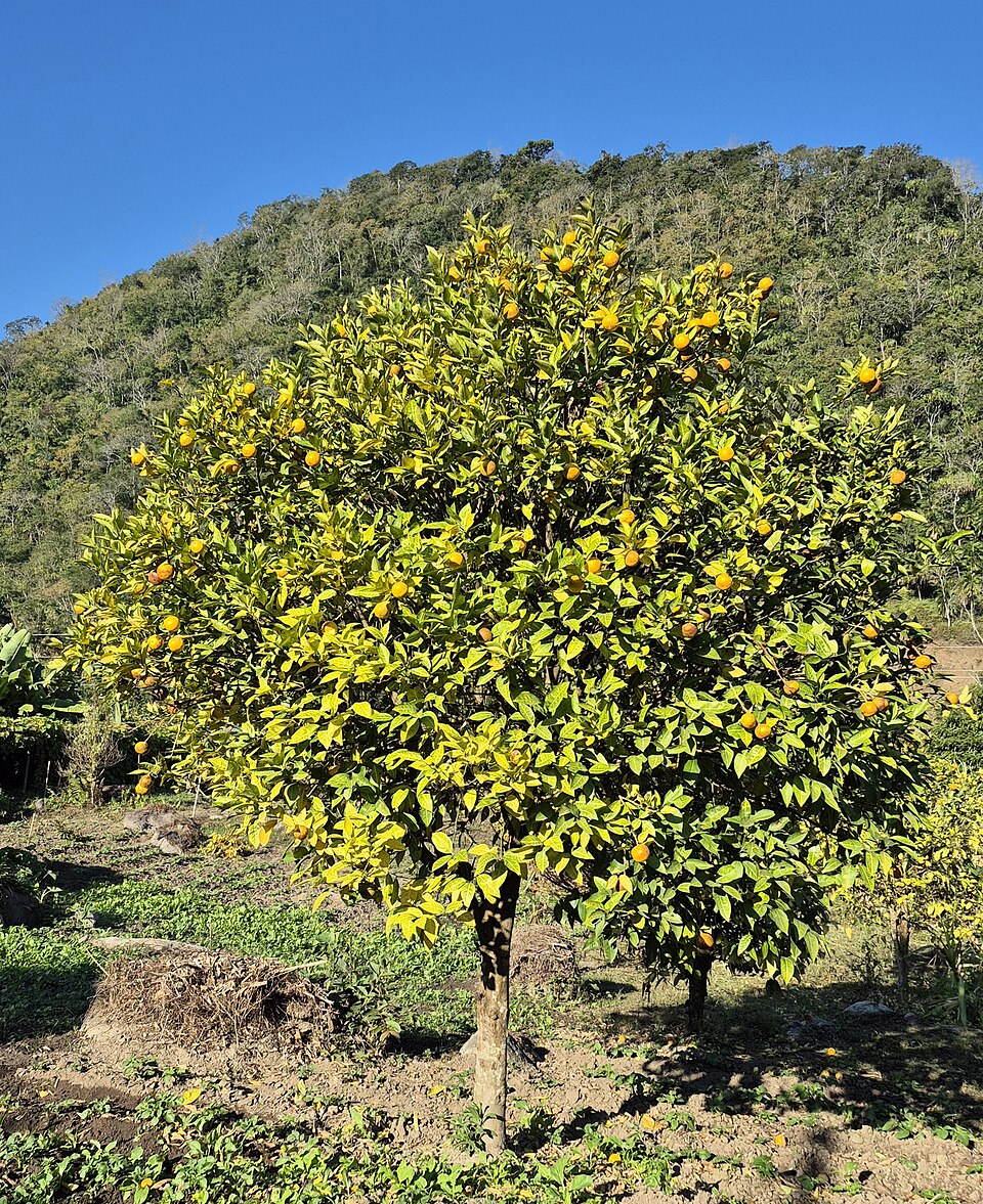 An orange tree laden with ripe orange fruits standing in a hillside orchard under a clear blue sky