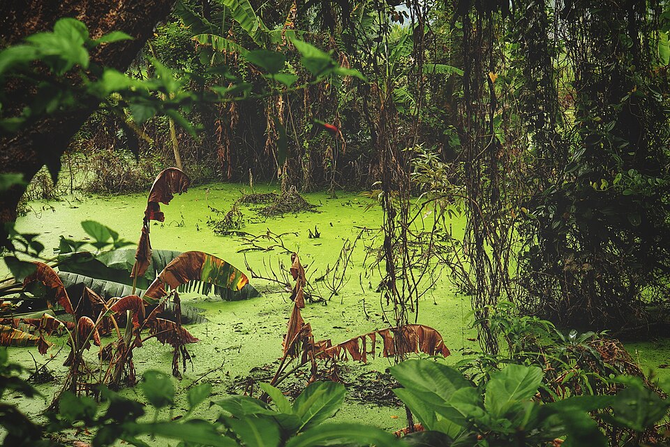 A stagnant pond whose surface is coated with a bright green algal film, surrounded by dense tropical vegetation