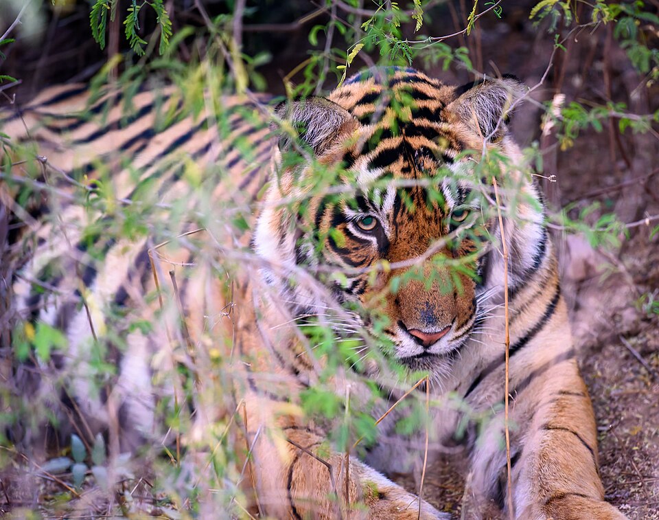 A wild Bengal tiger crouched in dry scrub, its striped face framed by green foliage, gazing toward the camera