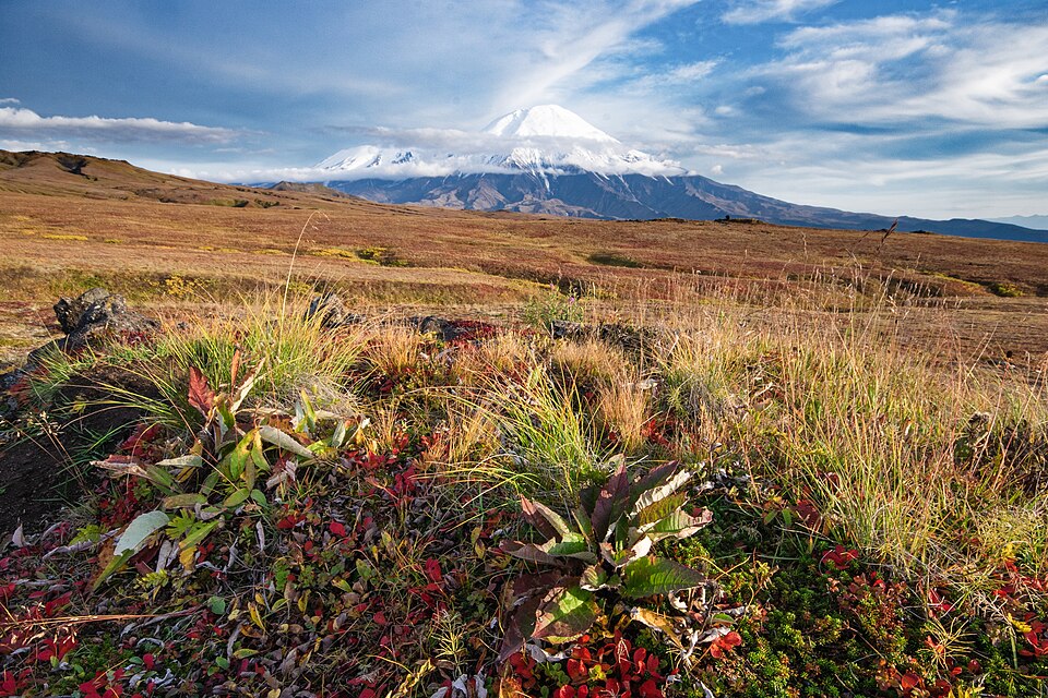 A Kamchatka tundra landscape in autumn colours of red and gold low vegetation, with a snow-capped volcano rising under a partly cloudy sky.