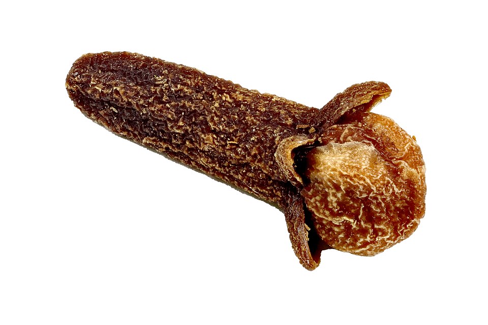 An extreme close-up of a single dried brown clove, showing its ridged stalk and the rounded unopened flower-bud head, on a white background.