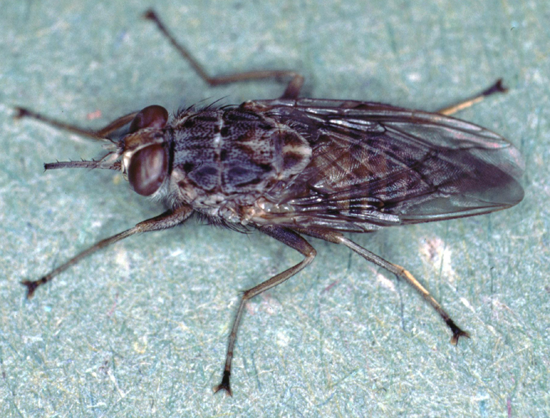 A close-up macro photograph of a brown tsetse fly with folded wings resting on a pale surface.