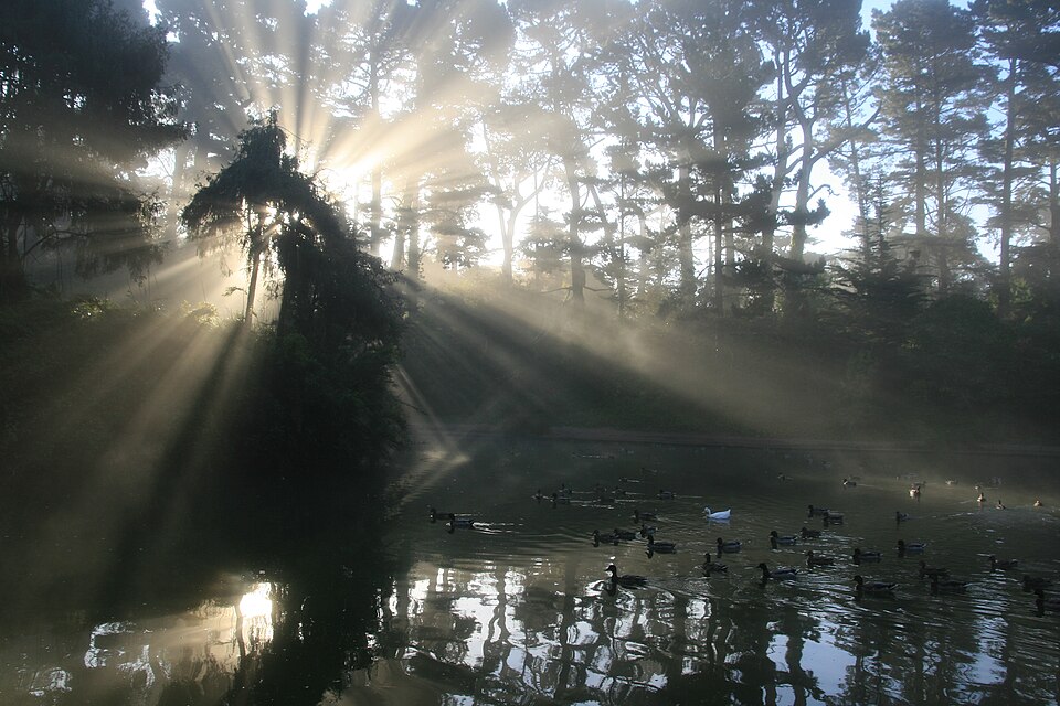 Beams of sunlight (crepuscular rays) streaming through misty trees and reflecting off a pond with ducks in the foreground.