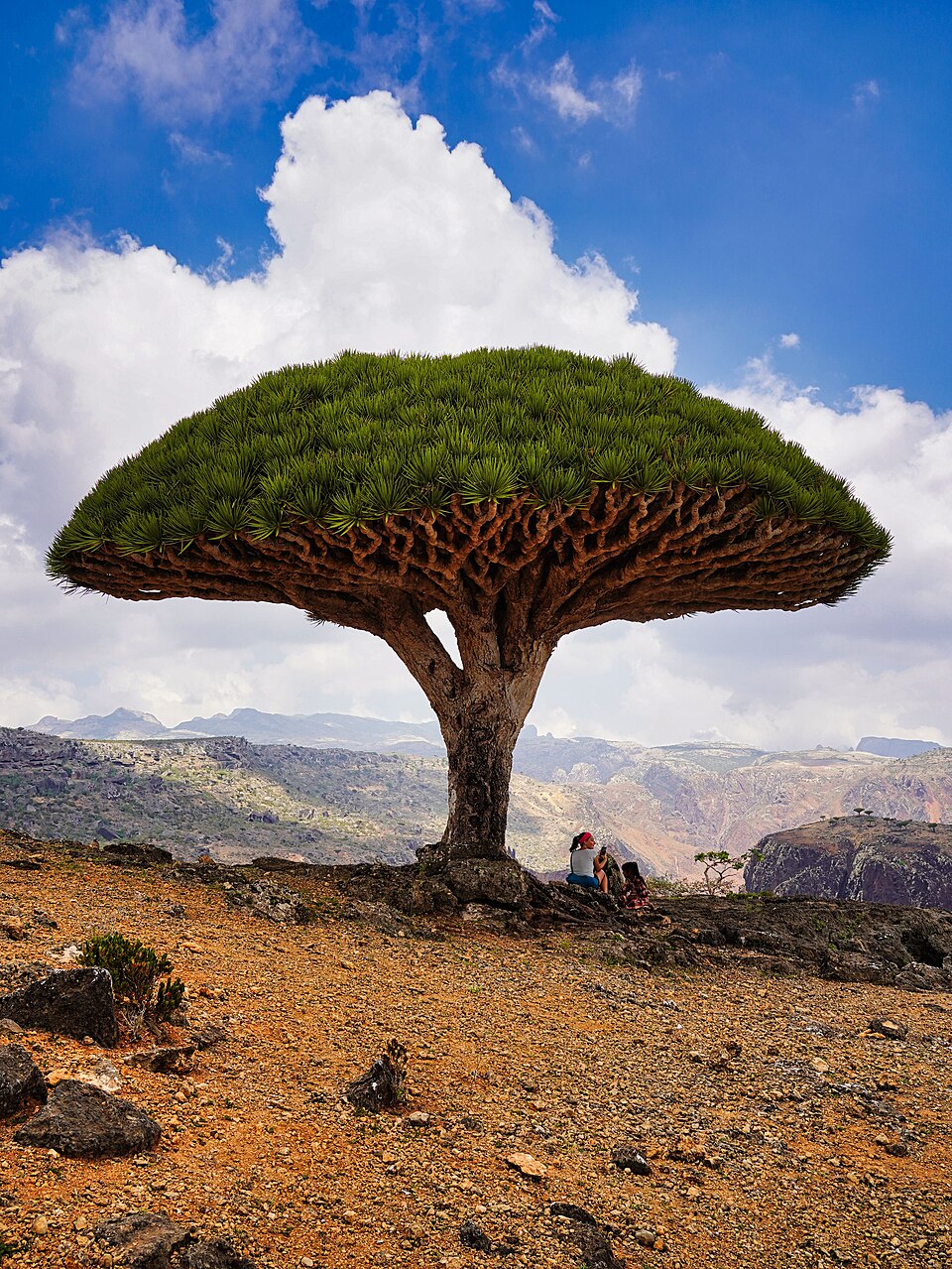 A large umbrella-shaped Dragon's Blood Tree with a dense green canopy on a rocky Socotra hilltop, with mountains and blue sky behind and two people resting beneath it.