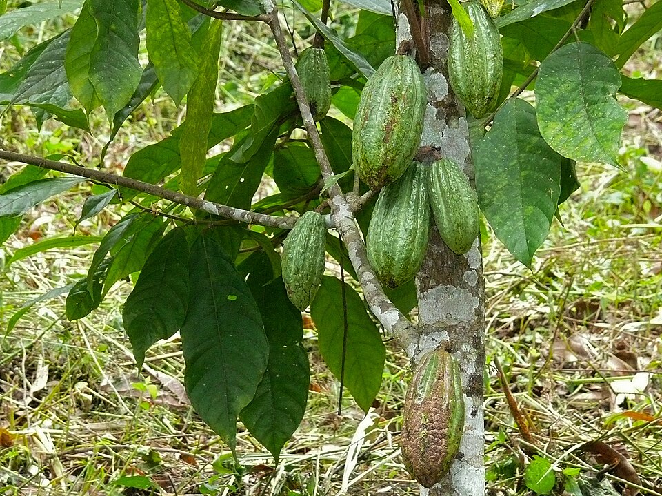Several ribbed green cocoa pods growing directly from the trunk and branches of a cacao tree, surrounded by large green leaves.
