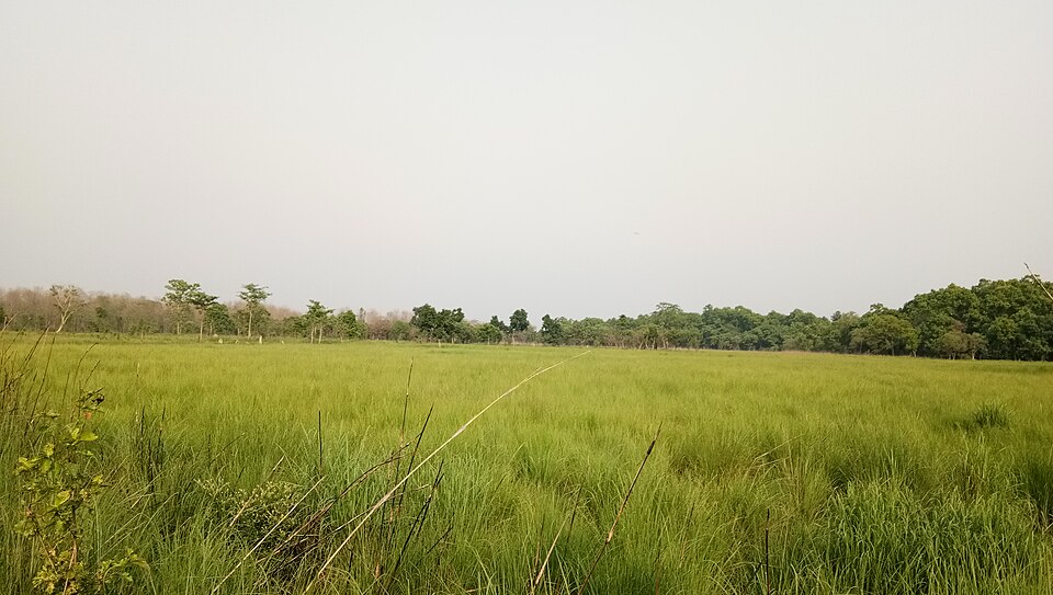 An open expanse of tall Terai grassland in Dudhwa National Park running to a line of sal forest on the horizon