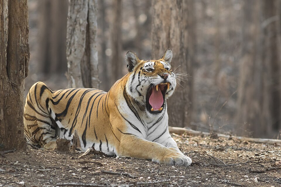 A wild Bengal tiger lying on the leaf litter of a dry deciduous forest, mouth open in a yawn showing its canines