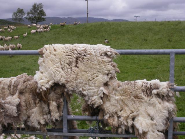 Raw cream-coloured sheep fleeces draped over a metal farm gate, with a flock grazing on the hillside behind