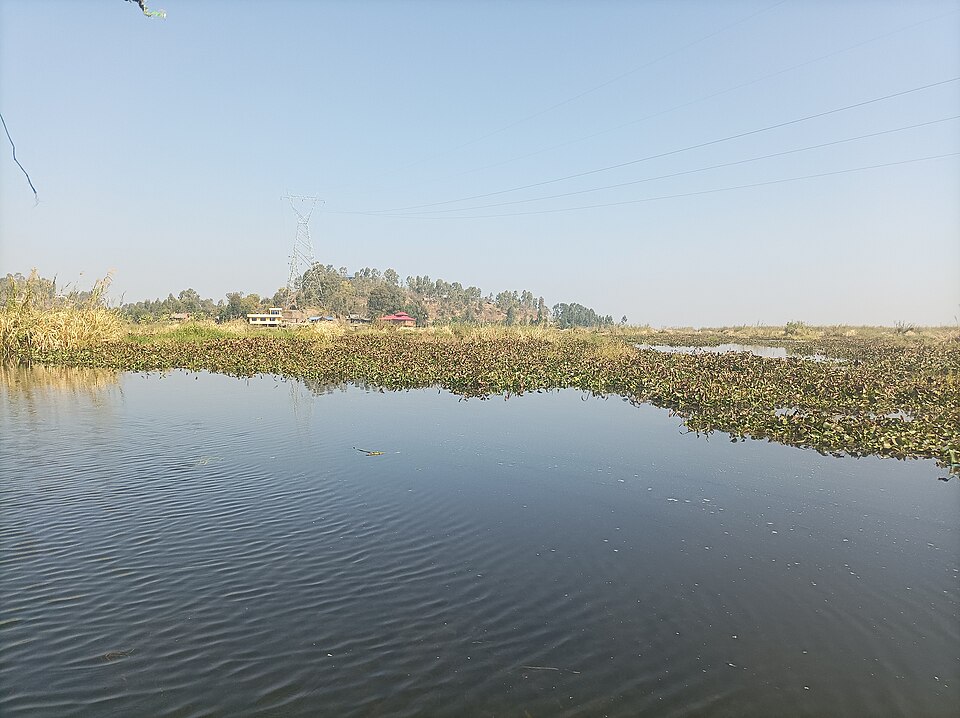 Thick mats of floating vegetation lying on the open water of Loktak Lake, with reed banks and a wooded ridge behind