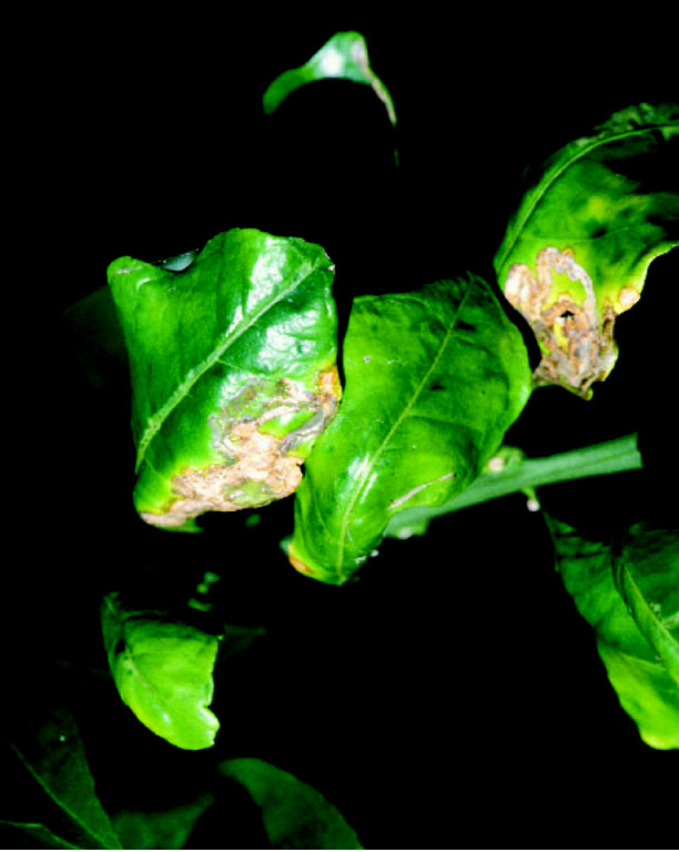 Green citrus leaves disfigured by raised, corky brown canker lesions, photographed against a black background
