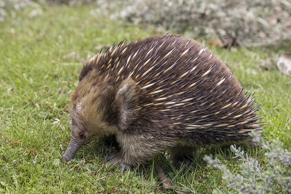 A short-beaked echidna foraging on grass, its back covered in cream and black spines and its long tubular snout to the ground
