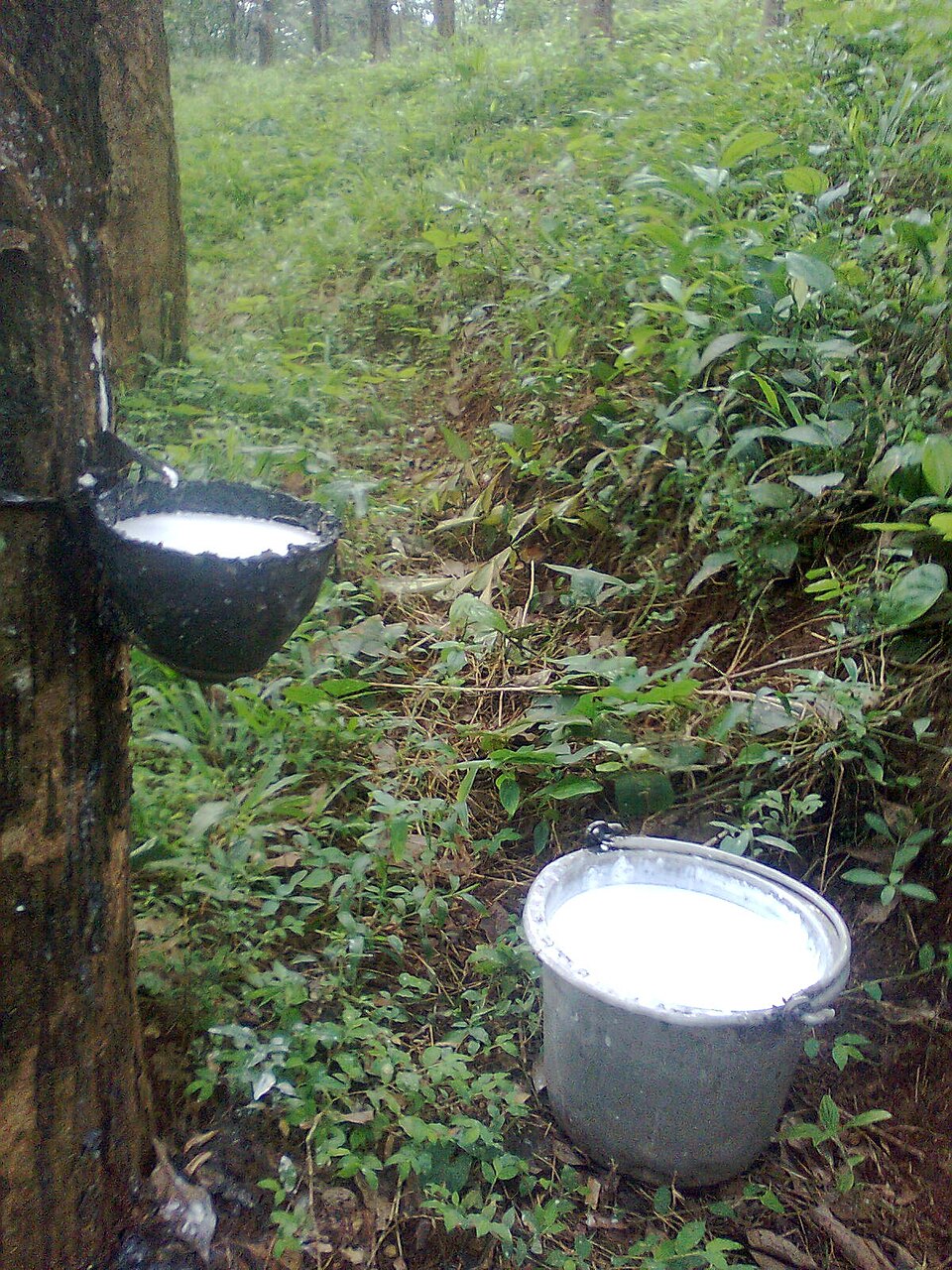 White latex running from a cut in the bark of a rubber tree into a black collecting cup, with a bucket of collected latex on the plantation floor