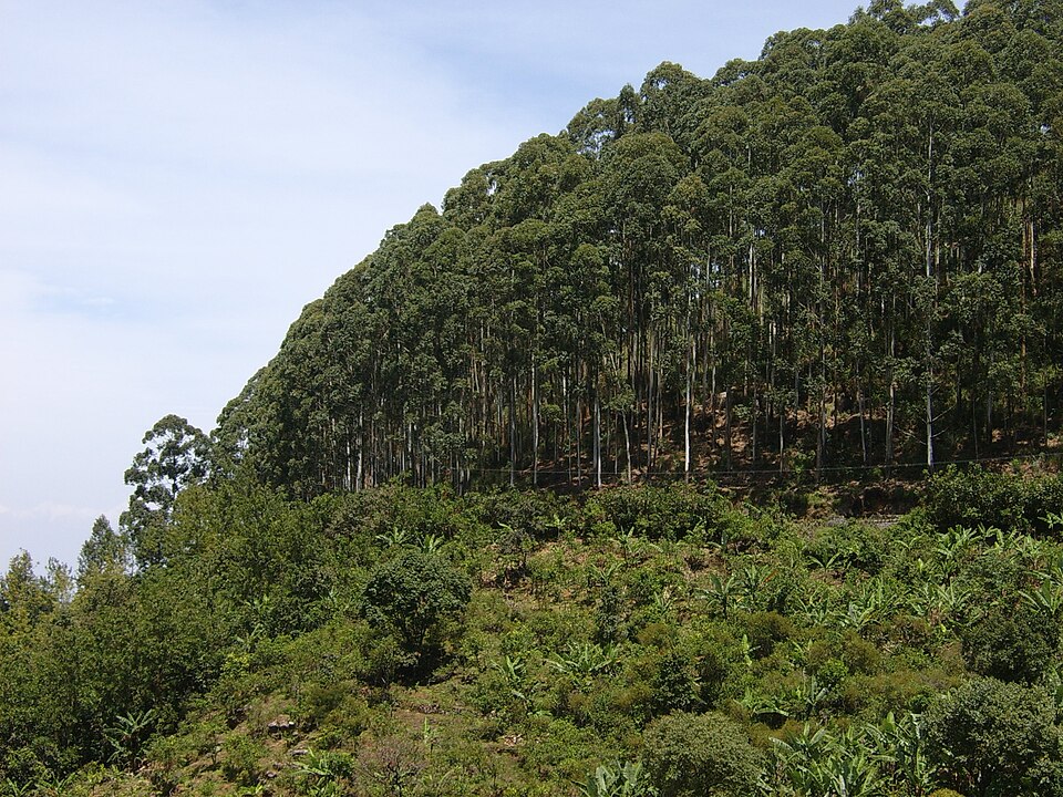 A dense stand of tall straight-boled eucalyptus trees covering a hillside above scrub, at Kodaikanal in the Palani hills
