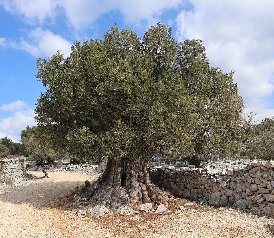 An ancient olive tree with a massive gnarled trunk and small grey-green leaves standing beside a dry-stone wall on stony Mediterranean ground