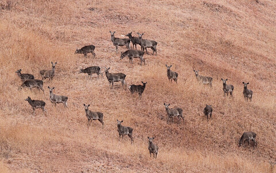 A herd of Kashmir stags (Hangul), including antlered stags and does, grazing on a dry grassy hillside