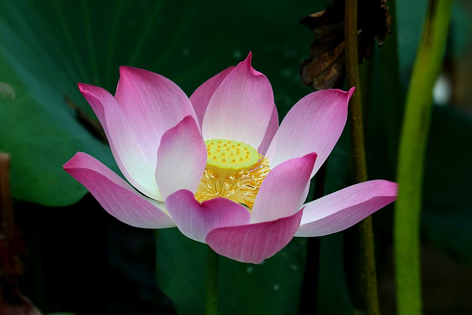 A pink sacred lotus (Nelumbo nucifera) in full bloom, showing its yellow central seed head and radiating pink petals against green leaves