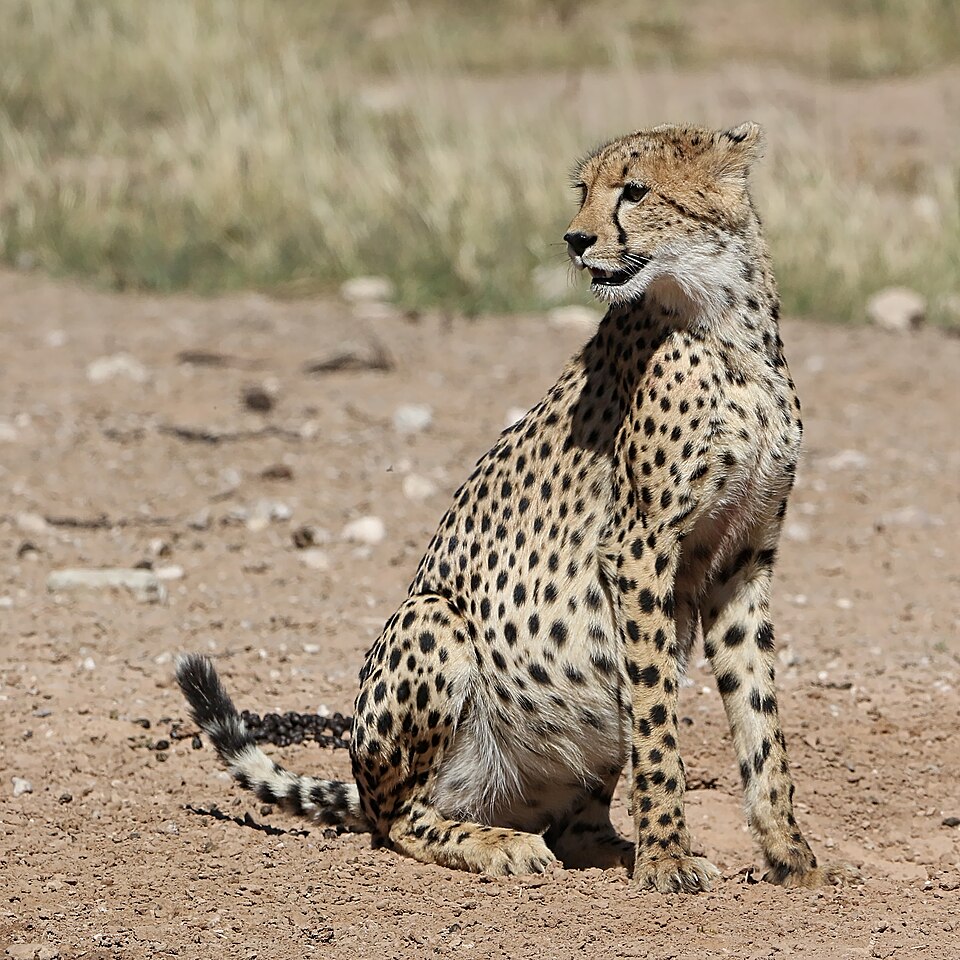 A wild cheetah (Acinonyx jubatus) sitting on sandy ground with dry grassland behind, showing its spotted coat, black facial tear-lines and ringed tail