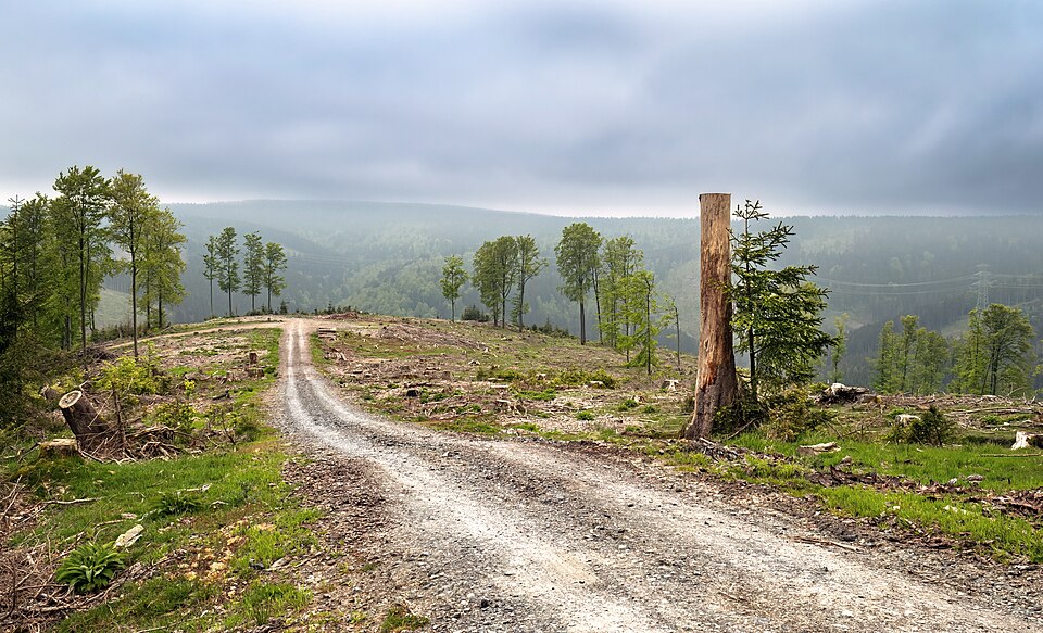 A logged forest clearing with tree stumps, a cut trunk and scattered branches beside a dirt track, with forested hills in the background