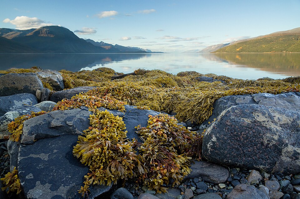 Clumps of brown bladderwrack seaweed (Fucus vesiculosus) draped over rocks on a shore at low tide beside a calm fjord