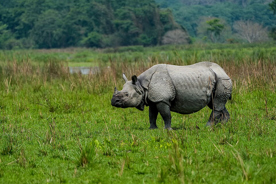 An Indian one-horned rhinoceros standing in tall green grassland at Kaziranga National Park, Assam