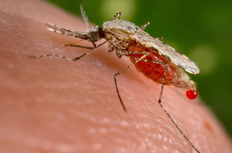 Close-up of an Anopheles mosquito feeding on human skin, its abdomen engorged with blood and a red droplet at its tip