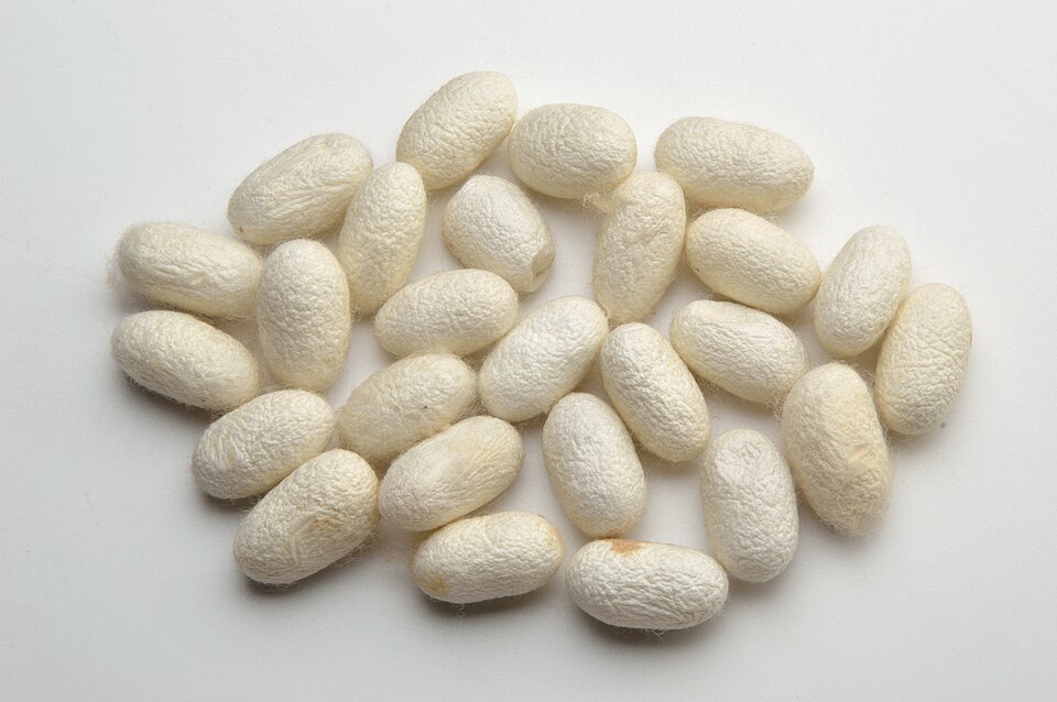 About two dozen white ovoid silkworm (Bombyx mori) cocoons of raw silk arranged on a plain pale background