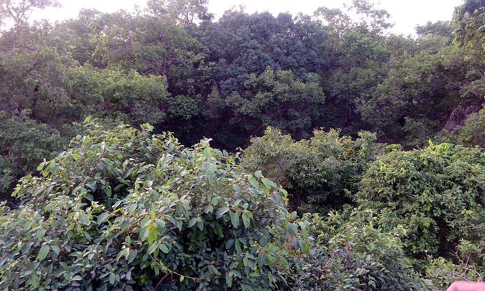 Dense green broadleaf forest canopy at Dudhwa National Park in the Uttar Pradesh Terai