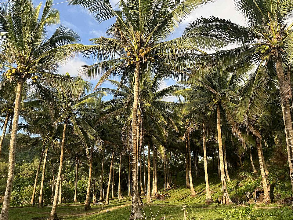 A grove of tall coconut palms bearing clusters of coconuts on a green hillside in the Philippines