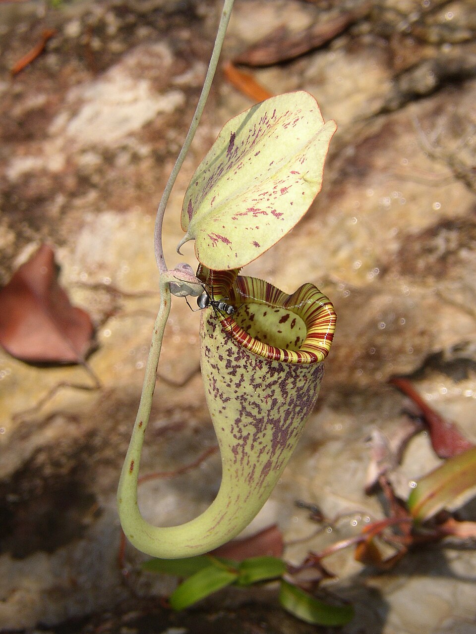 A hanging Nepenthes pitcher plant trap, its pale purple-mottled pitcher-shaped modified leaf topped by a lid and ribbed rim, with an ant crawling at the mouth