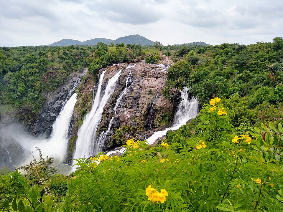 Shivanasamudra Falls on the Kaveri River in Karnataka, multiple white cascades tumbling over rocky cliffs surrounded by green forest, with yellow flowers in the foreground