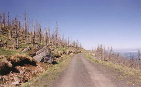 A hillside of leafless grey standing spruce trunks stretching to the horizon on both sides of a gravel mountain track, with green grass and boulders in the foreground under a clear blue sky