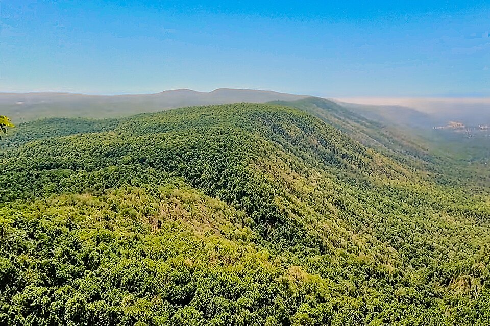 An unbroken canopy of dense green broadleaf forest covering rolling hills to a hazy horizon under a clear blue sky